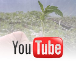 Grafting Tomatoes Video: The Motivation and Benefits of Grafting