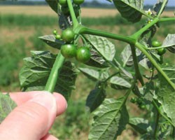 Nightshade Management Reduces Crop Loss