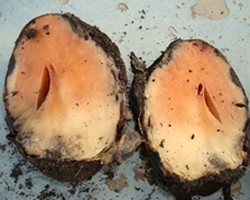 Diagnosis and Management of Potato Tuber Diseases