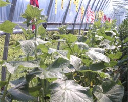 High Tunnel Cucumber Trial, 2012