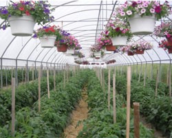 High Tunnel Hanging Baskets, 2010