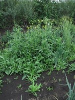 In-Season Management of Perennial Sow Thistle in Onions, 2013 Trial Results