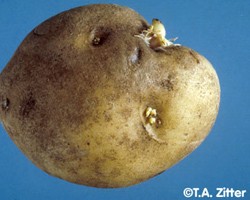 2014 Potato Disease Management Strategies for Conventional & Organic Production