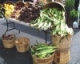 Farmers Markets in the Finger Lakes Region