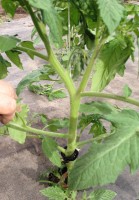 Pruning Tomatoes