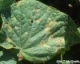 2017 Cucurbit Downy Mildew Management Guidelines