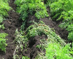 Minimizing Deer Damage in Vegetable Crops