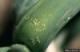 Strategic Management of Onion Thrips in Onions, July 2015