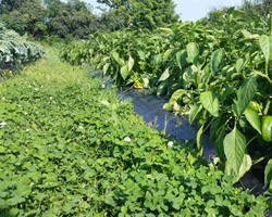 Living Mulch Project Update