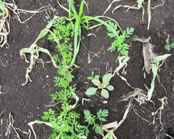 2015 Carrot Herbicide Chart