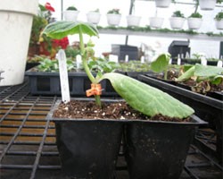 Grafting Cucumbers in High Tunnels