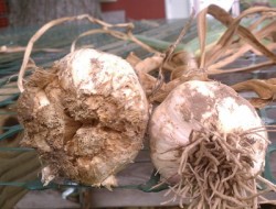 Garlic Bloat Nematode Fact Sheet and Sample Submission Form