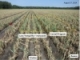 2014 Trial Results: Stemphylium leaf blight and downy mildew in onion