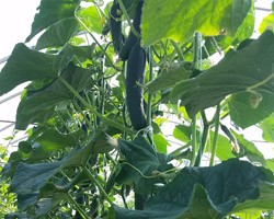 Cucumbers in High Tunnels