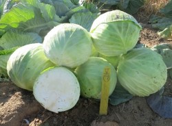 A Peek at Nitrogen Dynamics in Cabbage: First Year Results