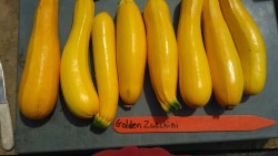 2015 Zucchini Variety Trial Slideshow!