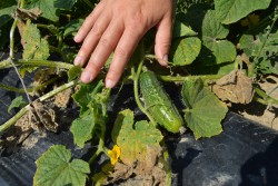 2015 Cucumber Variety Slideshow!