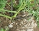Bacterial Blackleg - An Increasing Problem for Potato Growers