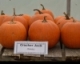 2015 Pumpkin Variety Trial