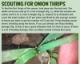 Scouting for Onion Thrips
