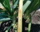 2015 Stemphylium Leaf Blight Fungicide Trial Summary