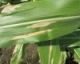 Northern Corn Leaf Blight in Sweet Corn