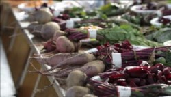 2016 Beet Variety Trial