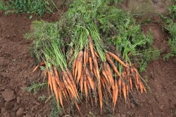 2016 Carrot Variety Trial