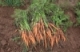 2016 Carrot Variety Trial