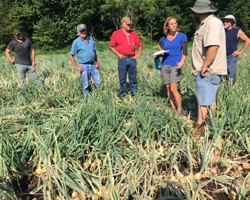 Muck Onion "Research Scouting" Program