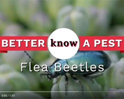 Video: Flea Beetles