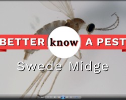 Video: Swede Midge