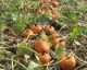 2011  Pumpkin Herbicide Trial