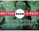 Video: Downy Mildew