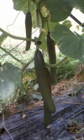 Greenhouse Cucumber Variety Trial (2011)