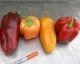 High Tunnel Pepper Variety Trial, 2011