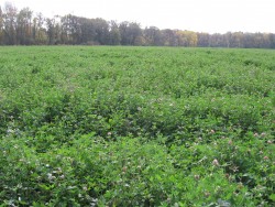 Cover Crops for Vegetable Growers Website