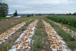 Stop the Rot! - Using Cultural Practices to Manage Bacterial Diseases of Onion