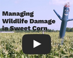 Video and Final Report: Managing Wildlife Damage in Sweet Corn