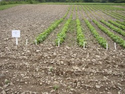 2015 Herbicides for Weed Control in Snap and Dry Beans