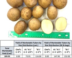 Potato Variety Trial, 2017