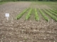 2015 Herbicides for Weed Control in Snap and Dry Beans