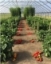 Cherry Tomatoes and Sweet Red Peppers in High Tunnels