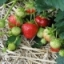Weed Management in Strawberries - an IPM Approach - Video
