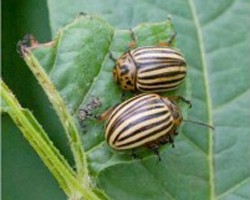 Control of Colorado Potato Beetle & Insecticide Resistance Management