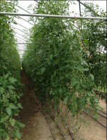 Cherry Tomatoes Pruning & Training