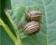 Control of Colorado Potato Beetle & Insecticide Resistance Management