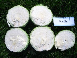 2006 Kraut Cabbage Variety Evaluation