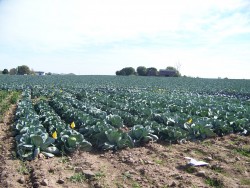 2007-2008 Storage Cabbage Variety Trial