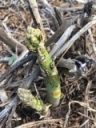 Common Asparagus Beetle Management During Harvest Season